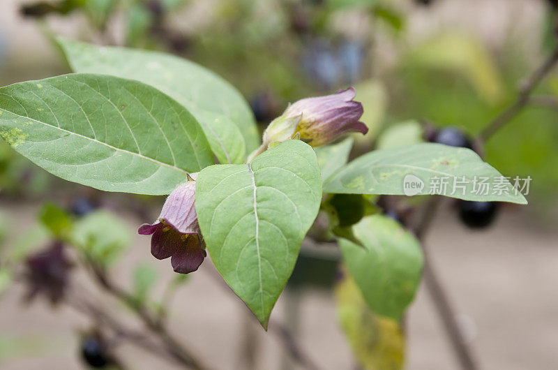 致命的茄花(Atropa bella-donna)